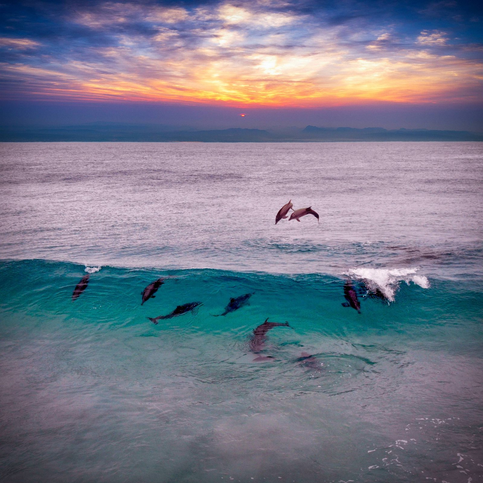 Swim With The Dolphins